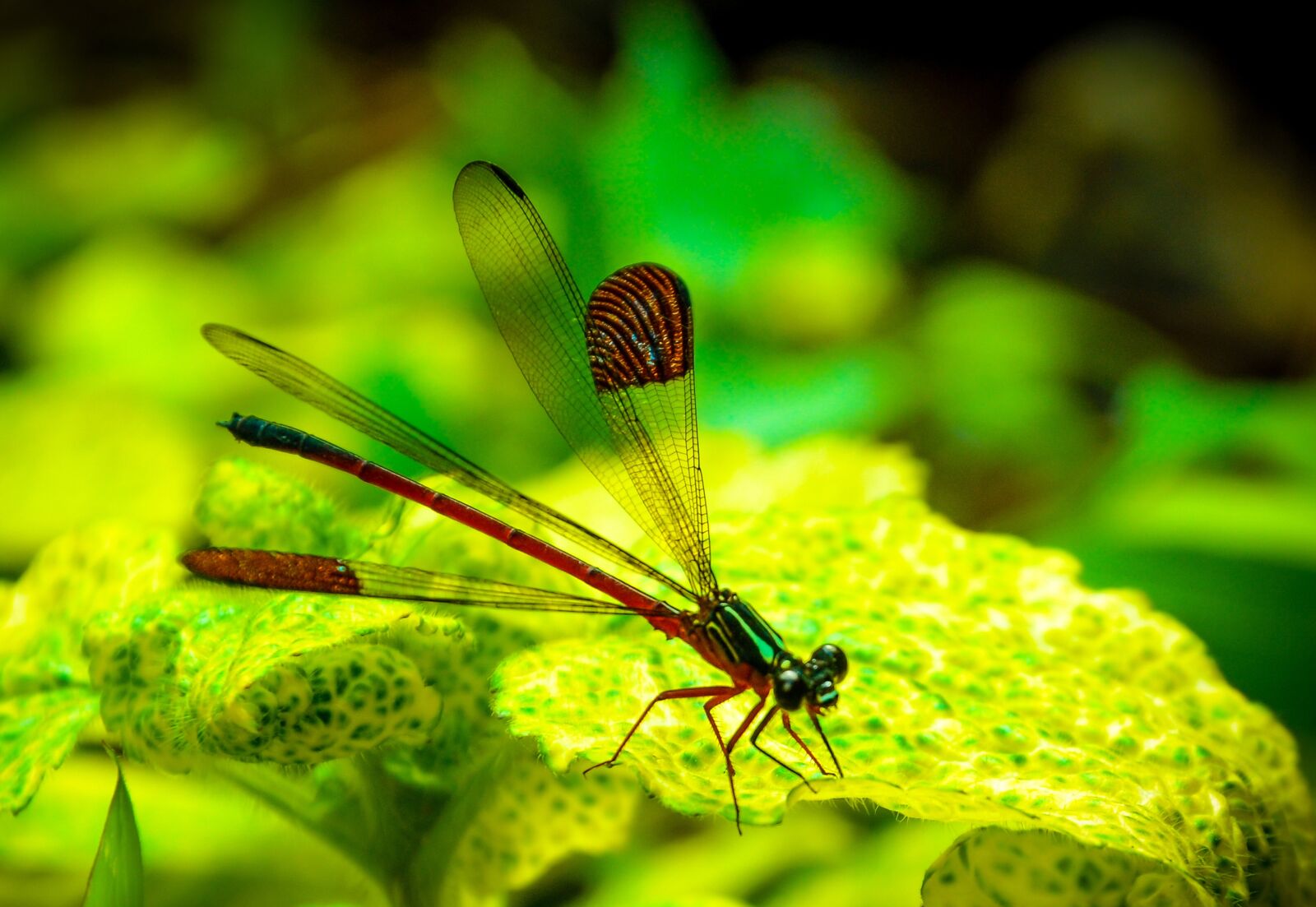Nikon D7000 sample photo. Nature, insect, leaf photography