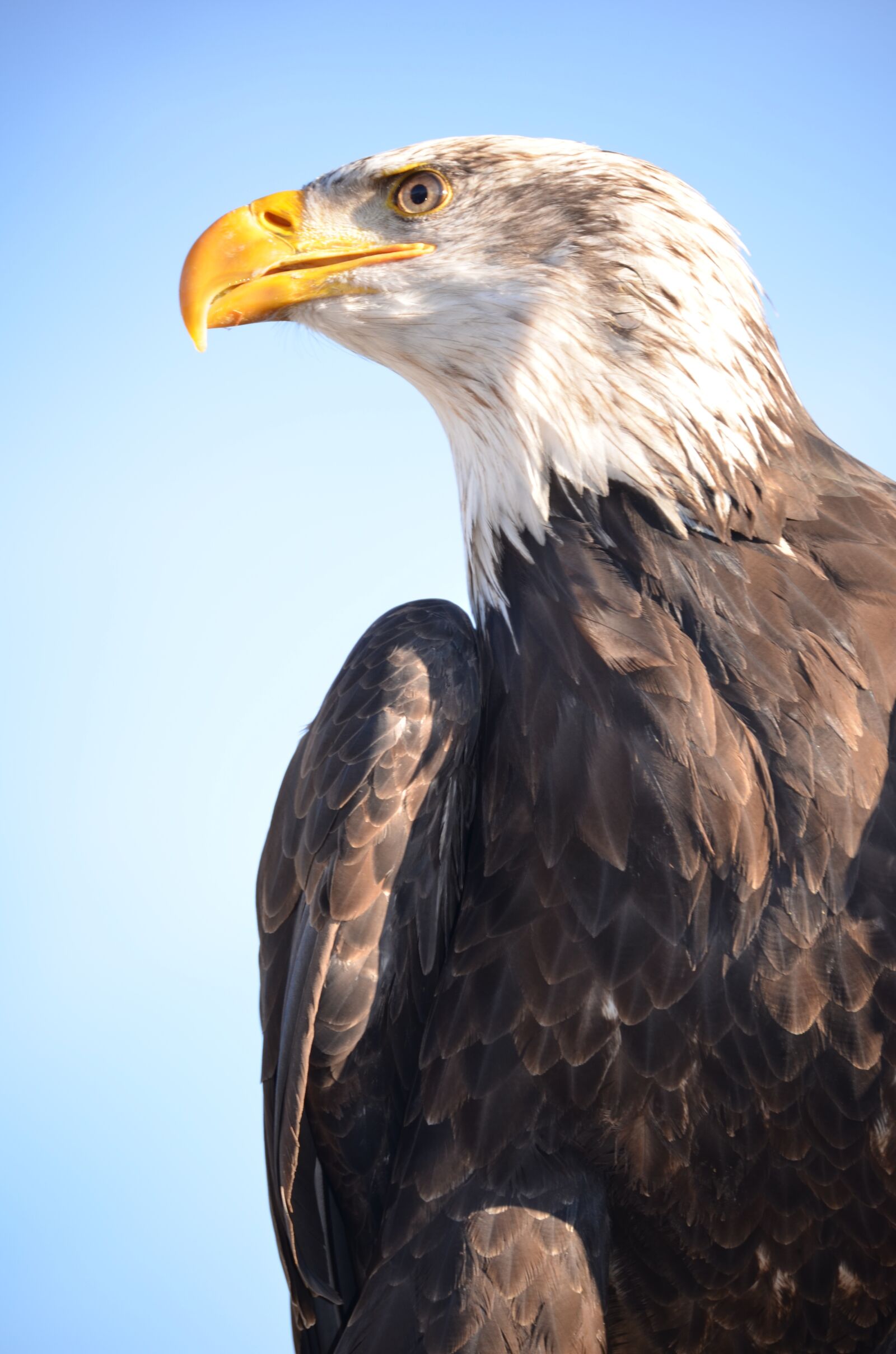 Nikon D5100 sample photo. Golden eagle, adler, raptor photography