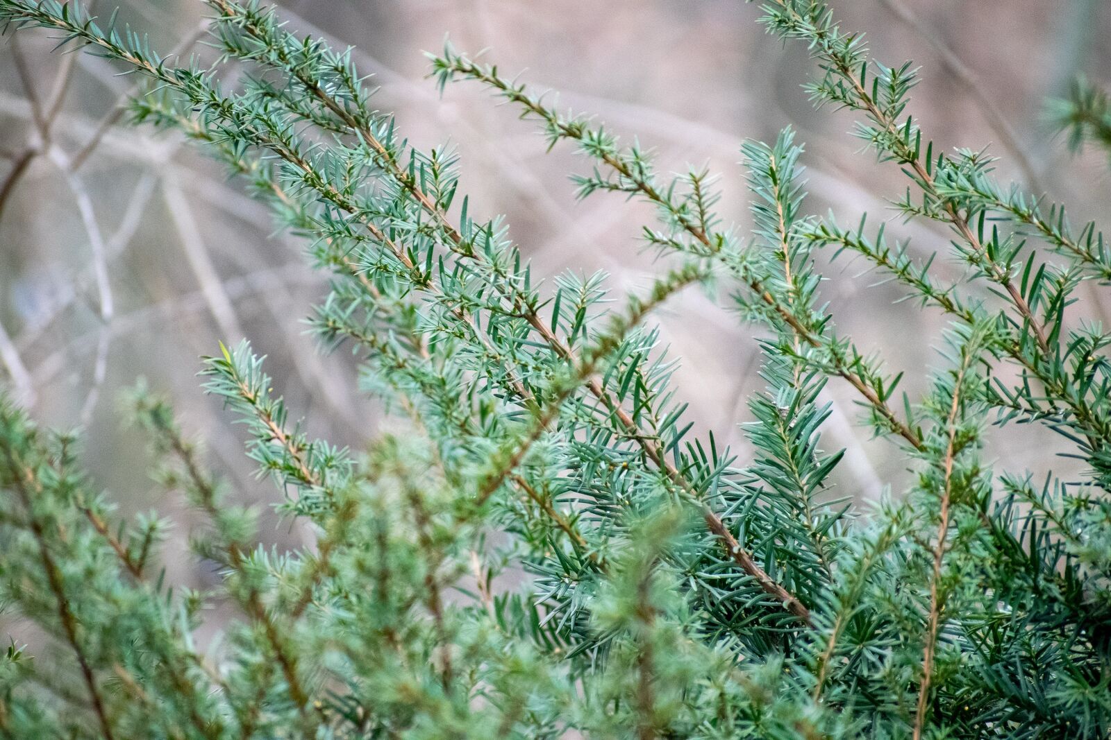 Nikon D3300 sample photo. Evergreen, shrub, branch photography