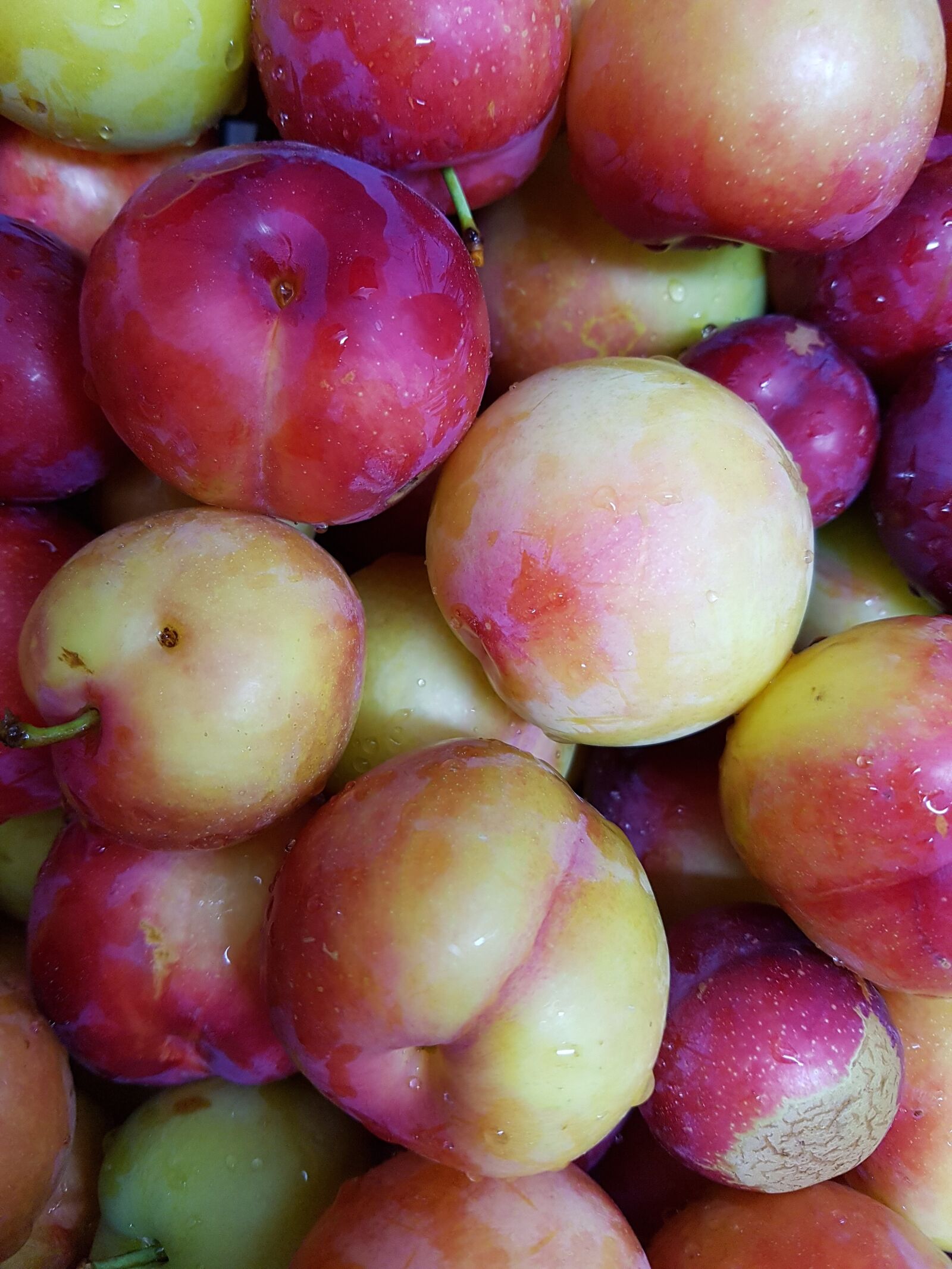 Samsung Galaxy S7 Edge sample photo. Plum, for analysis, put photography