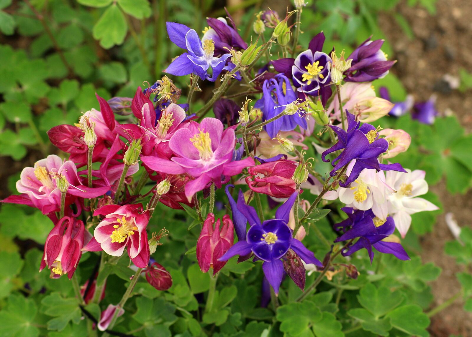 Canon EOS 1200D (EOS Rebel T5 / EOS Kiss X70 / EOS Hi) sample photo. Orliki, mix, bouquet of photography