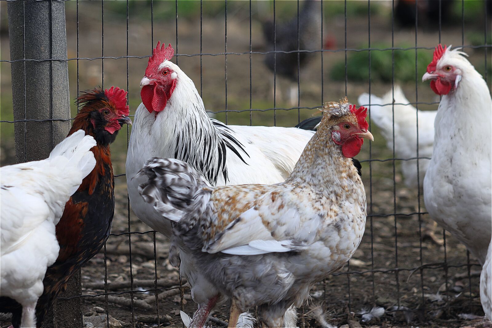 Canon EF 70-300 F4-5.6 IS II USM sample photo. Chickens, birds, hahn photography