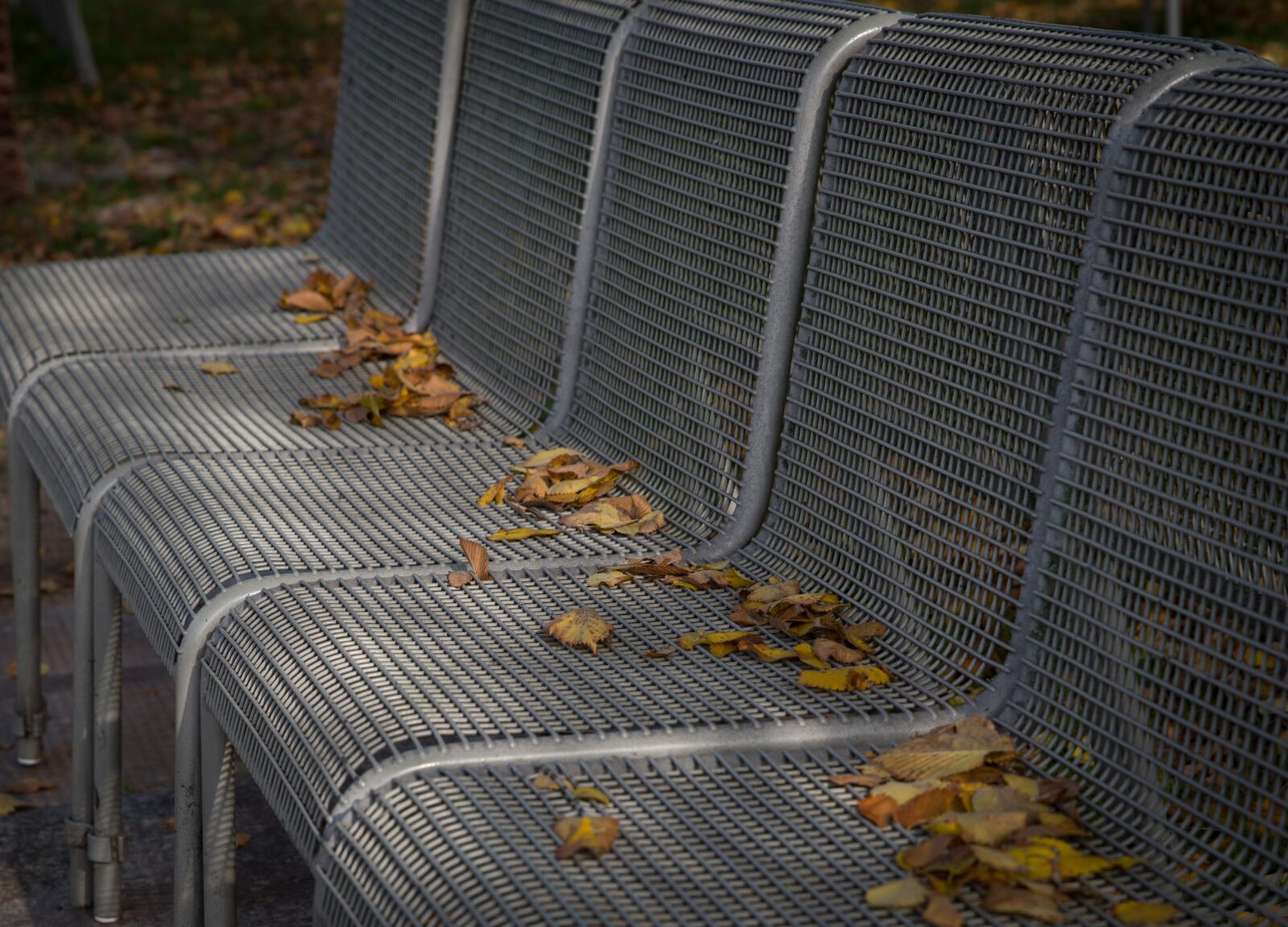 Pentax K-1 Mark II sample photo. Autumn, fall foliage, leaves photography