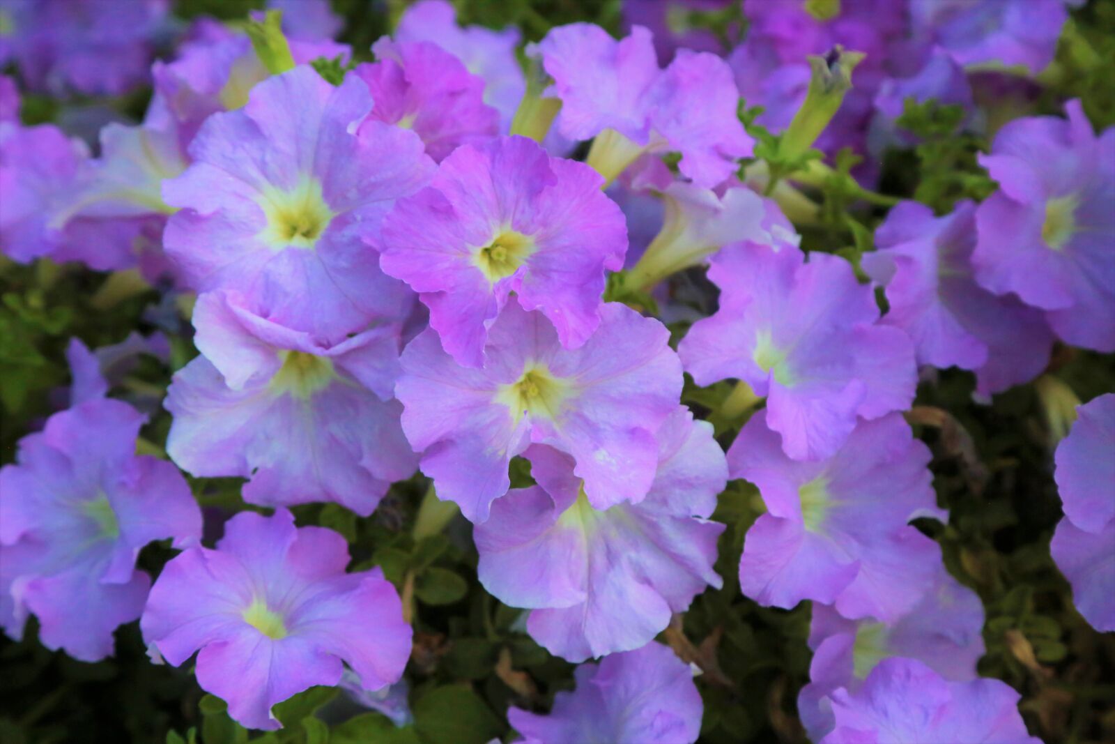 Canon EF 24-105mm F4L IS USM sample photo. Flowers, petals, meadow photography