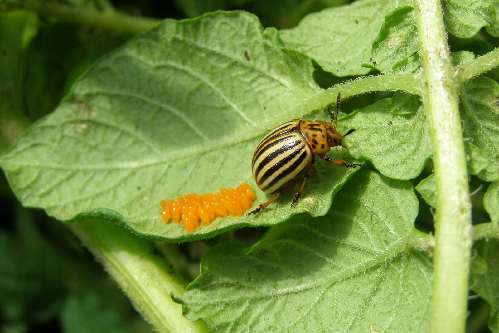 Olympus SP510UZ sample photo. Colorado potato beetle, czech photography