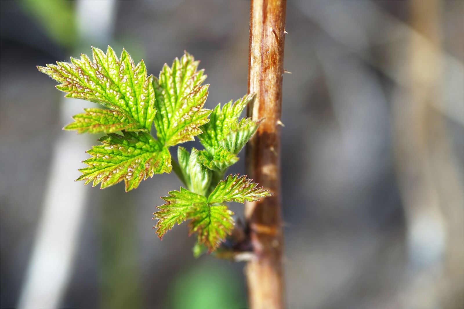 Sony SLT-A58 sample photo. Raspberry, foliage, spring photography