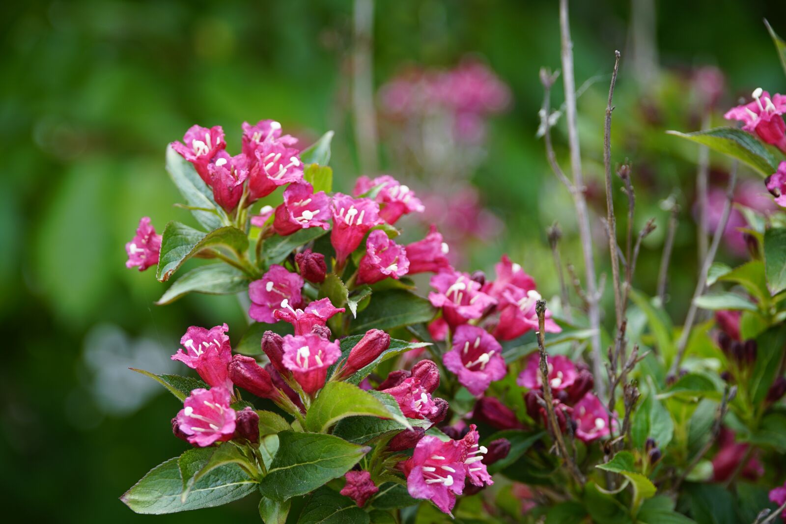 Sony a7R II + Sony E PZ 18-105mm F4 G OSS sample photo. Weigelia, weigela, flowers photography