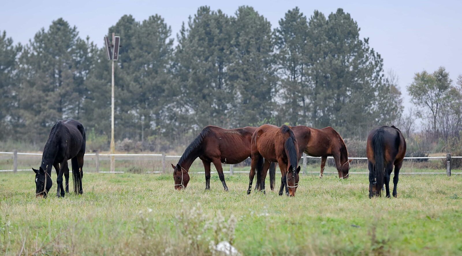 Canon EOS 5D Mark III sample photo. Animals, grassland, light brown photography
