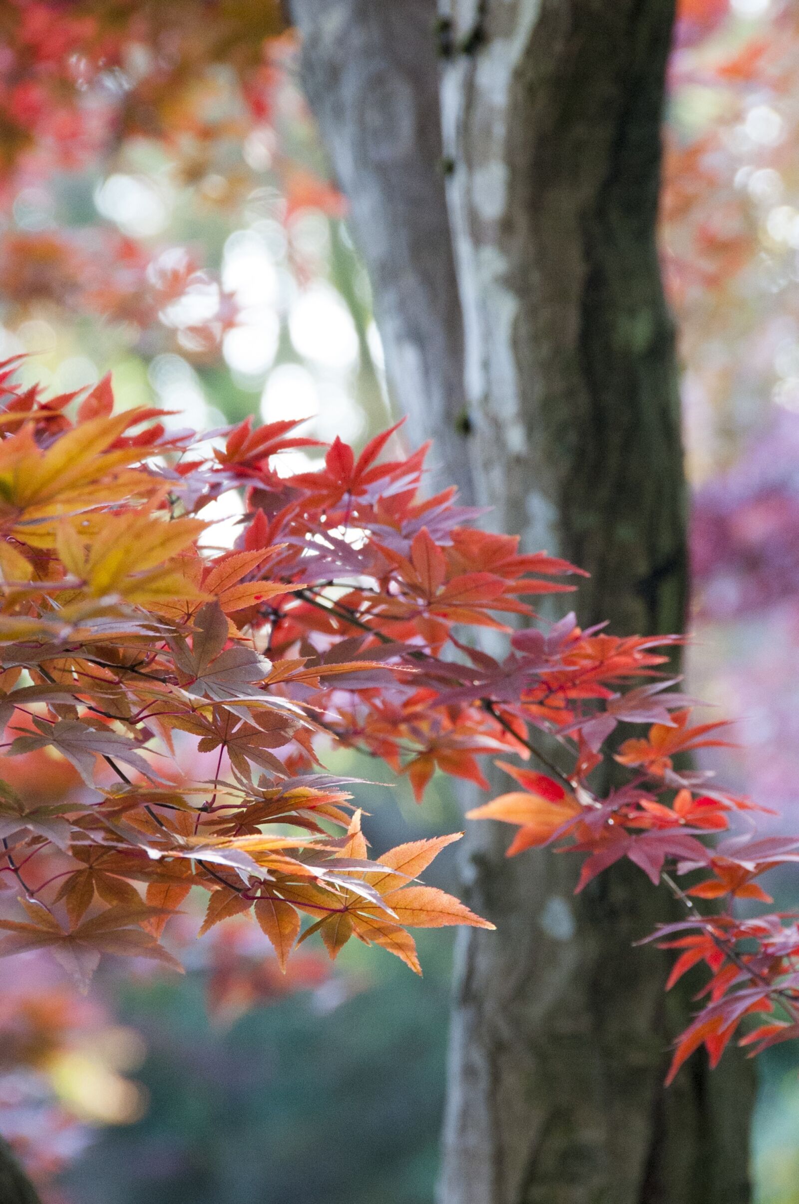 Nikon D700 sample photo. Japanese, maple, autumn photography
