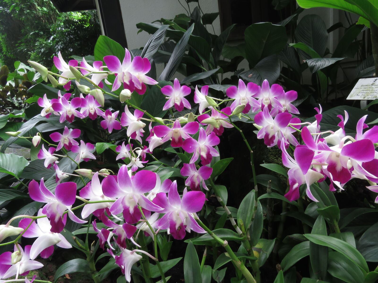Canon PowerShot SX60 HS sample photo