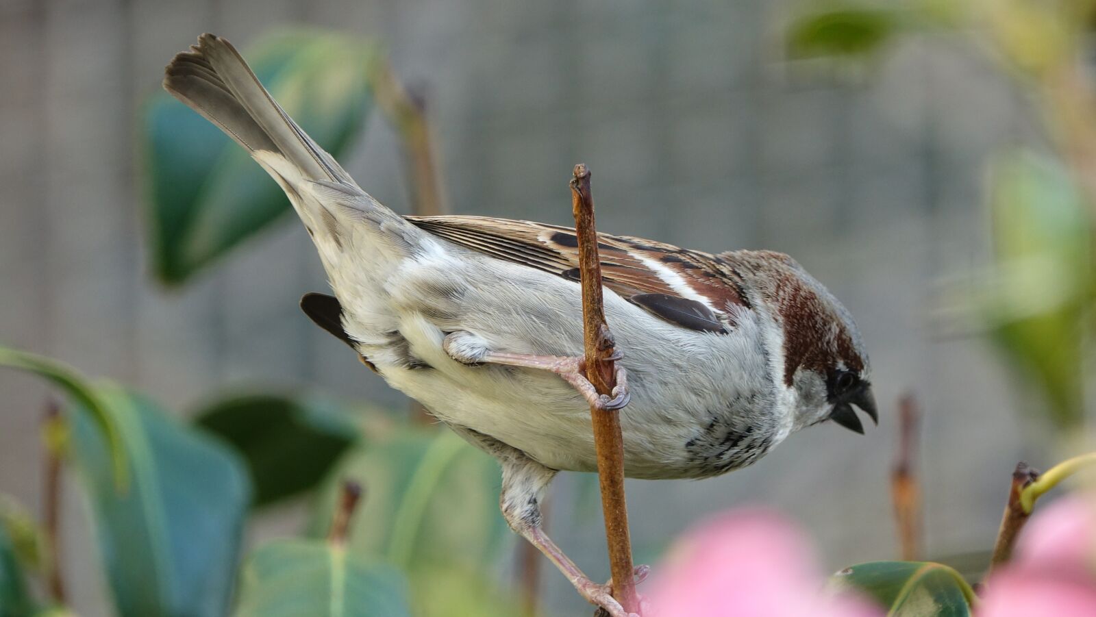 Sony Cyber-shot DSC-RX10 III sample photo. Bird, nature, fauna photography