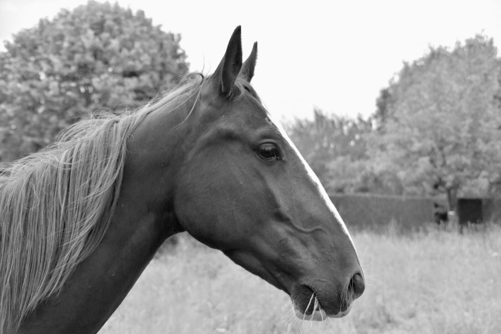 Nikon D5600 sample photo. Horse, portrait of horse photography