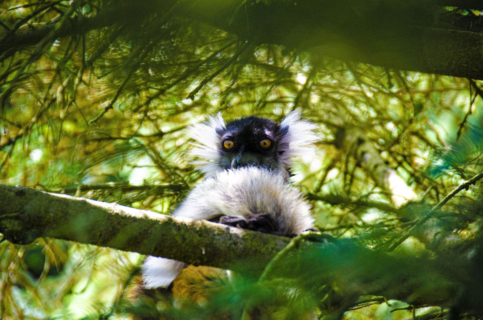 Nikon D5100 sample photo. Lemur, black lemur, mammals photography