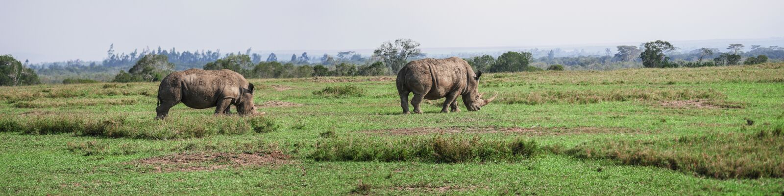 Panasonic Lumix DMC-GX8 + LEICA DG 100-400/F4.0-6.3 sample photo. Panorama, rhino, pair photography