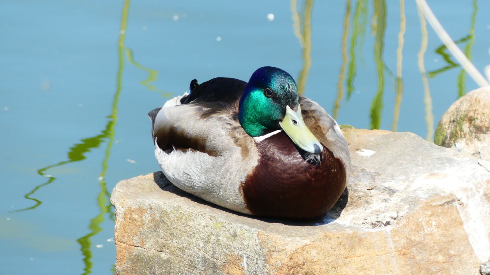 Panasonic Lumix DMC-FZ300 sample photo. Duck, bird, water bird photography