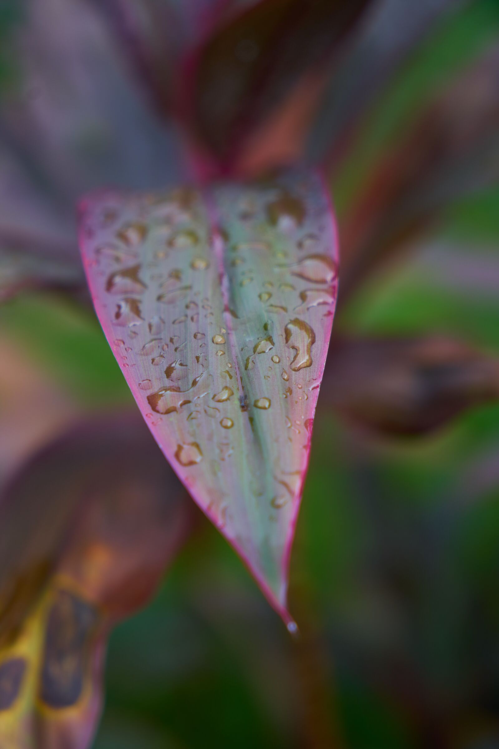 Sony a7R II sample photo. Leaves, rain, drop photography
