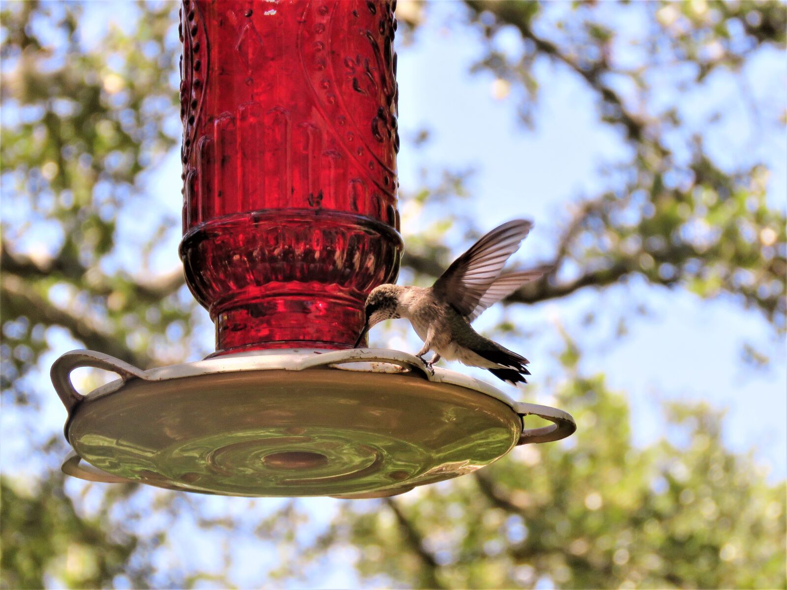 Canon PowerShot SX60 HS sample photo. Bird, hummingbird, wings photography