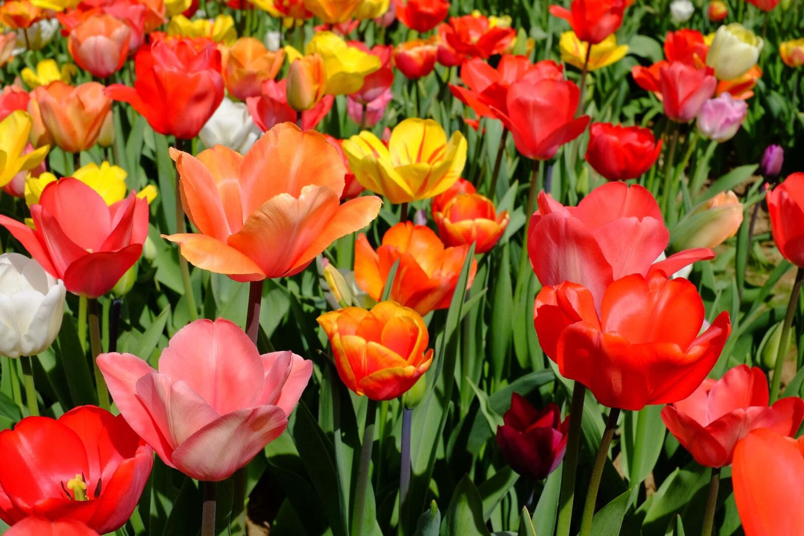 Fujifilm X-T10 + Fujifilm XF 35mm F1.4 R sample photo. Tulips, flowers, bloom photography