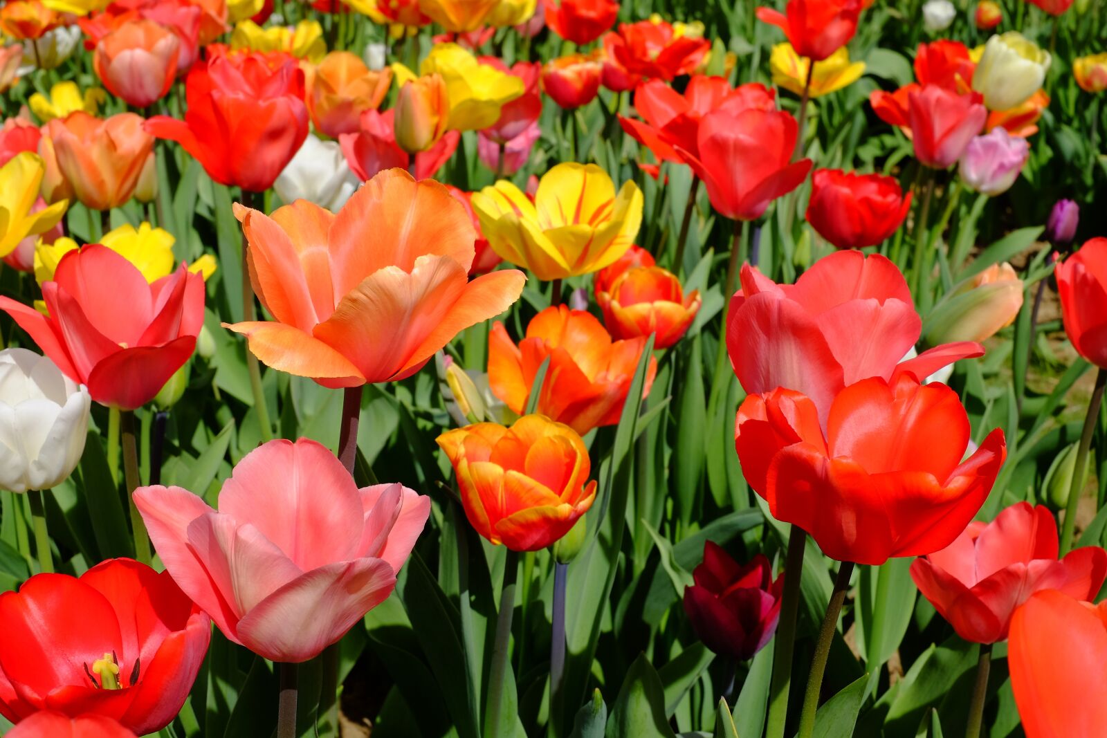 Fujifilm XF 35mm F1.4 R sample photo. Tulips, flowers, bloom photography