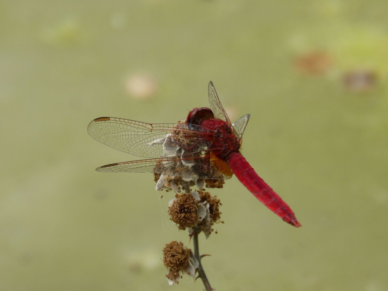 Panasonic DMC-FZ62 sample photo. Dragonfly, red dragonfly, erythraea photography
