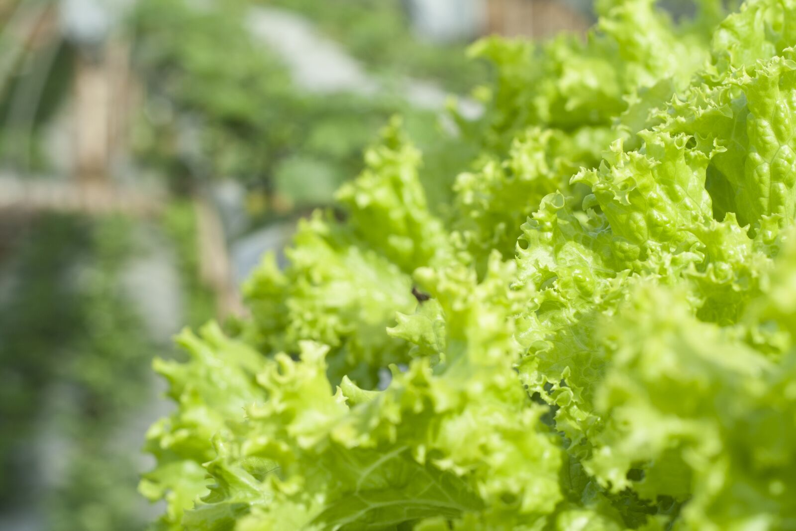 Canon EOS 350D (EOS Digital Rebel XT / EOS Kiss Digital N) sample photo. Lettuce, green, organic photography