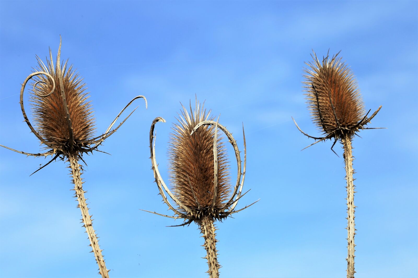 Canon EF 24-105mm F3.5-5.6 IS STM sample photo. Dry wild teasel, brown photography