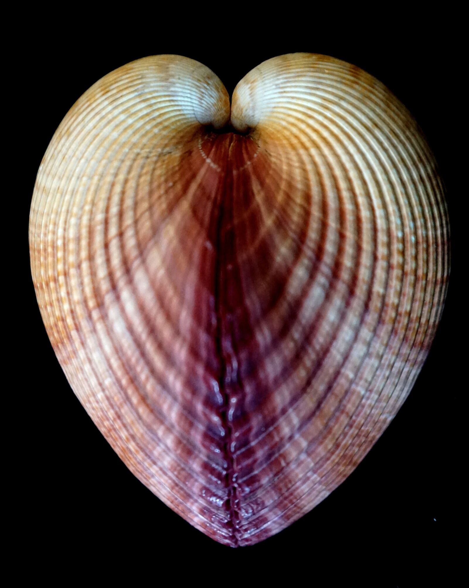 Sony a6000 sample photo. Love, heart, cockle photography