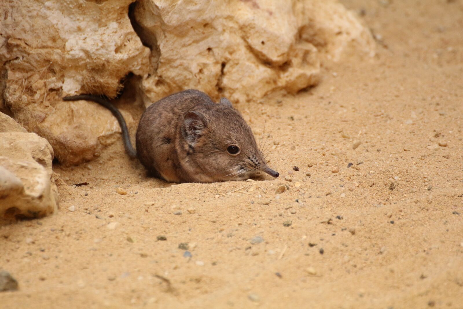 Canon EOS 650D (EOS Rebel T4i / EOS Kiss X6i) sample photo. Mouse, zoo, animal photography