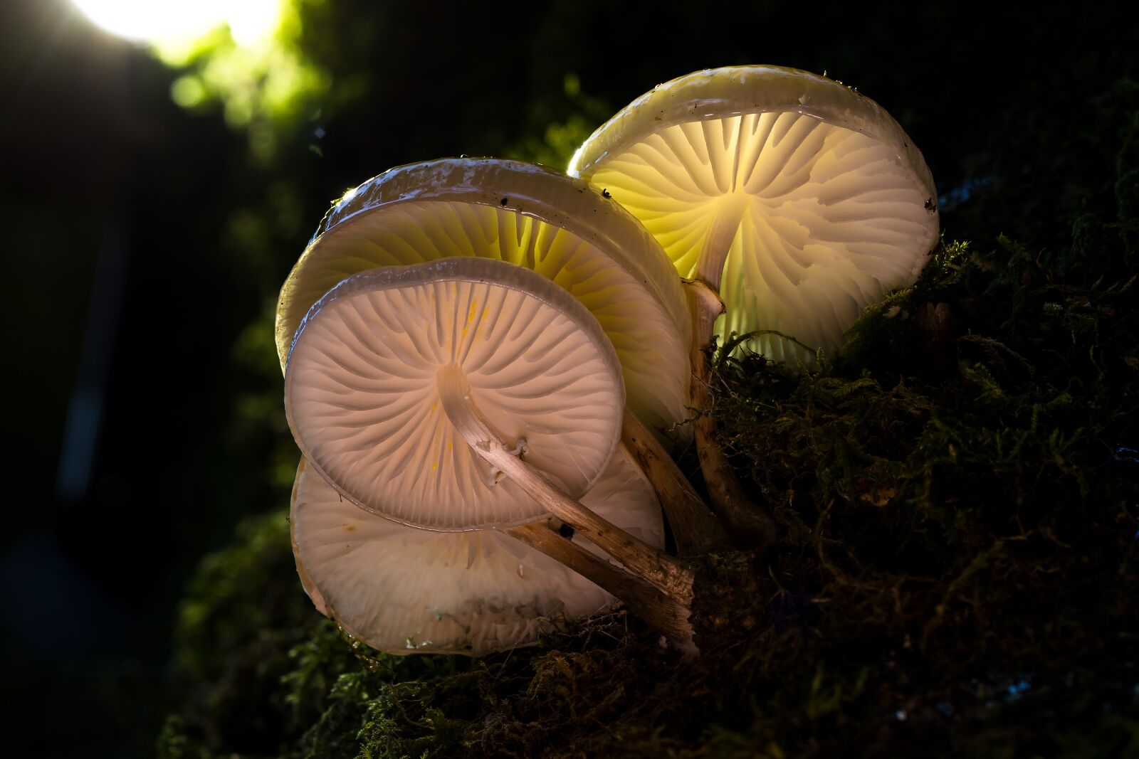 Canon EOS 7D sample photo. Mushroom, shining, mushrooms photography