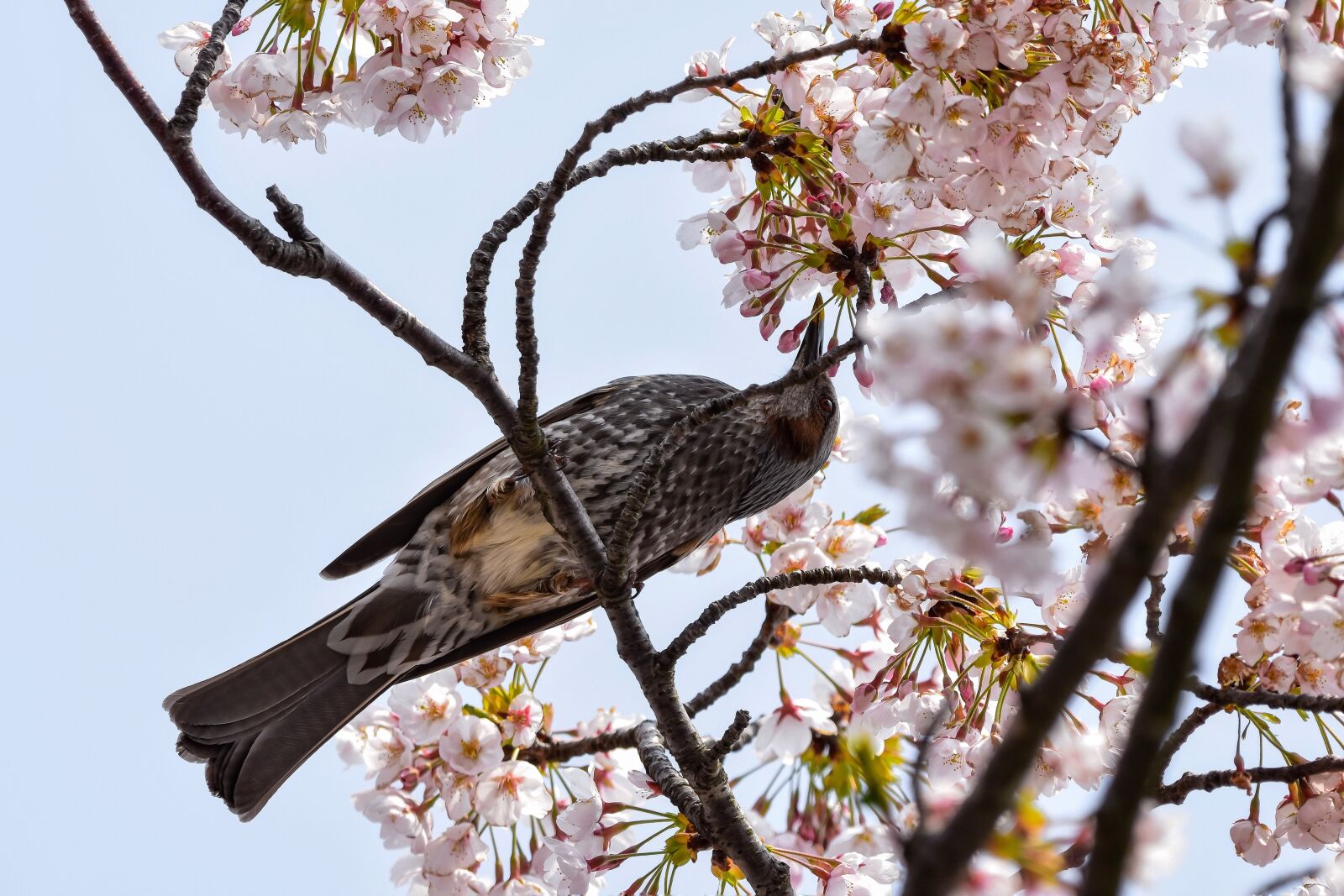 Nikon D7200 sample photo. Animal, wood, flowers photography