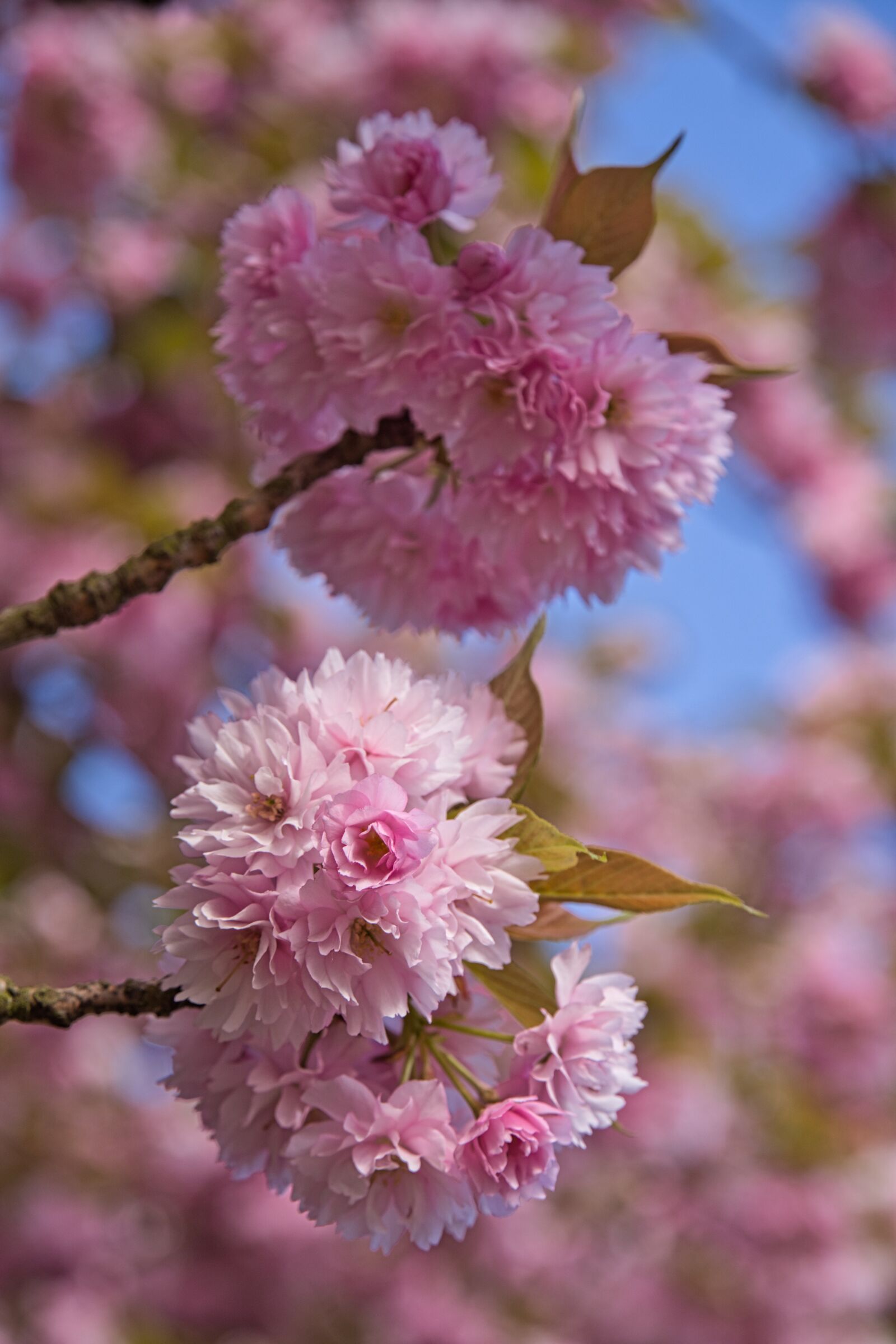 Sony a6400 sample photo. Cherry blossom, park, spring photography