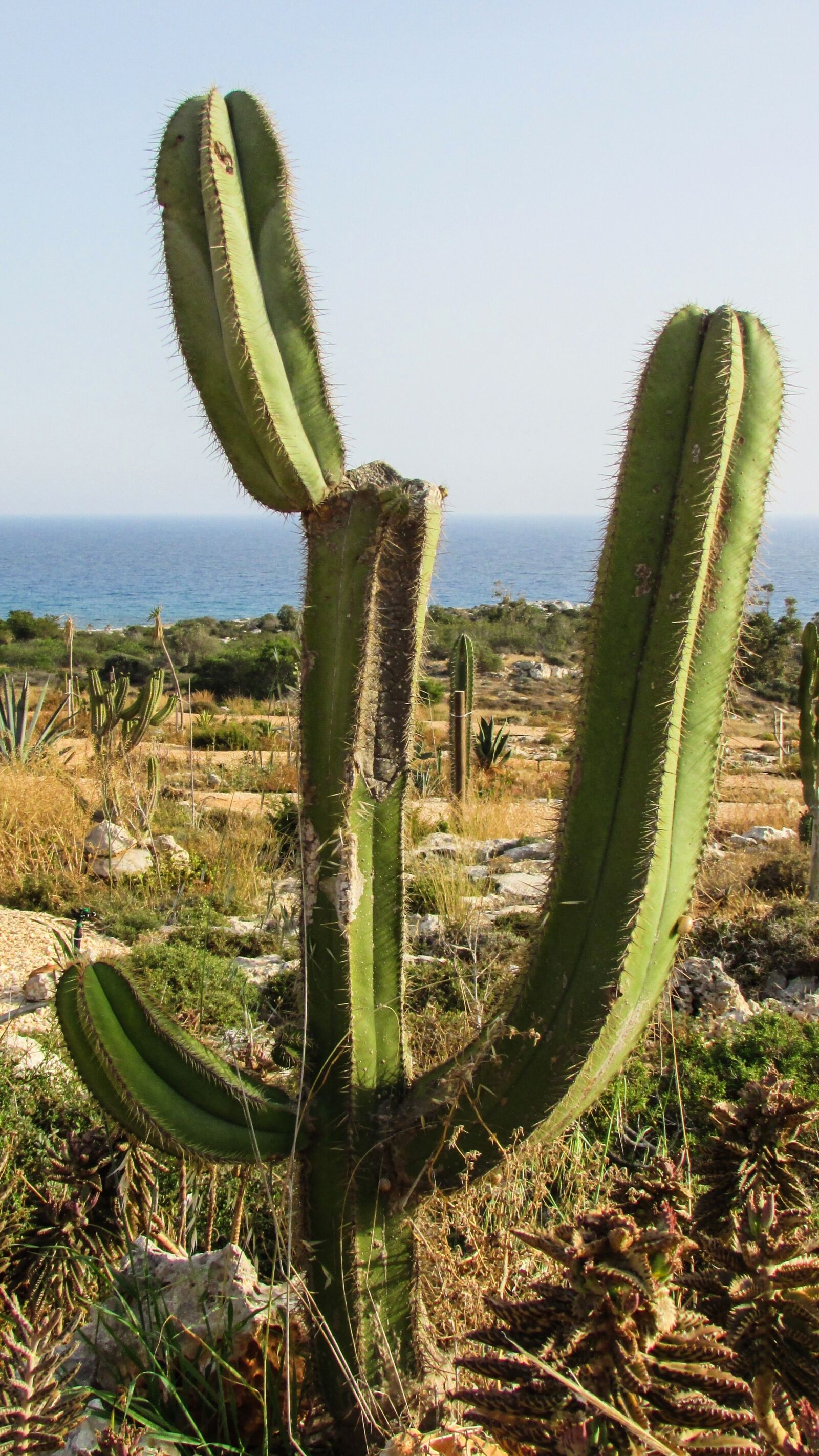 Canon PowerShot SX400 IS sample photo. Cyprus, ayia napa, cactus photography