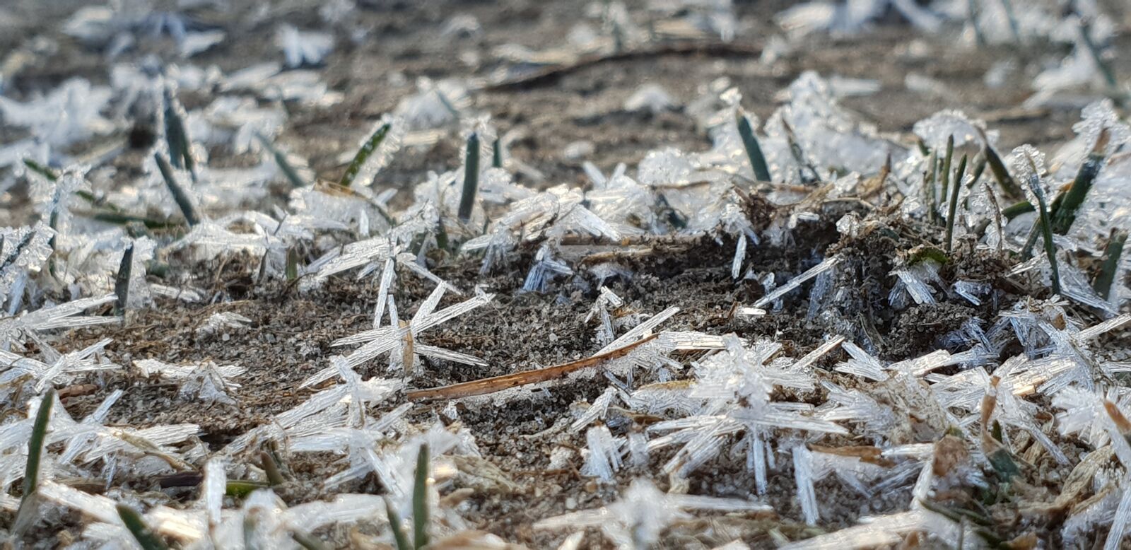 Samsung Galaxy S9+ sample photo. Nature, cold, wood photography