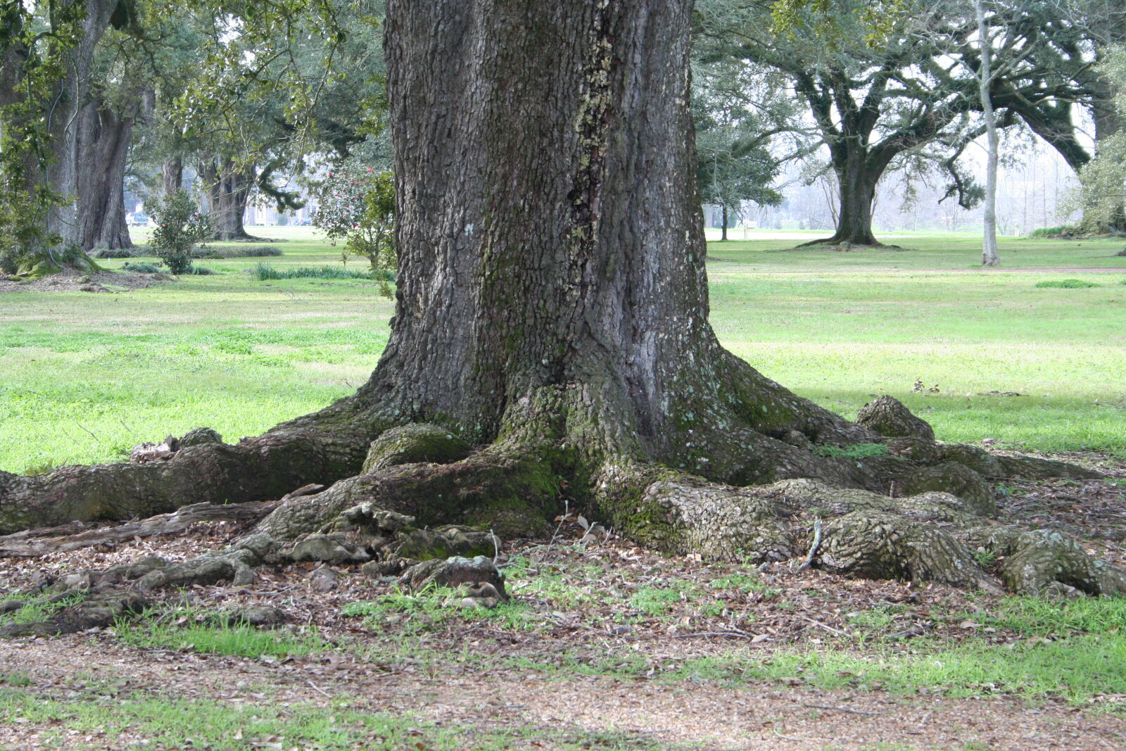Canon EOS 350D (EOS Digital Rebel XT / EOS Kiss Digital N) sample photo. Live, oak, louisiana, roots photography