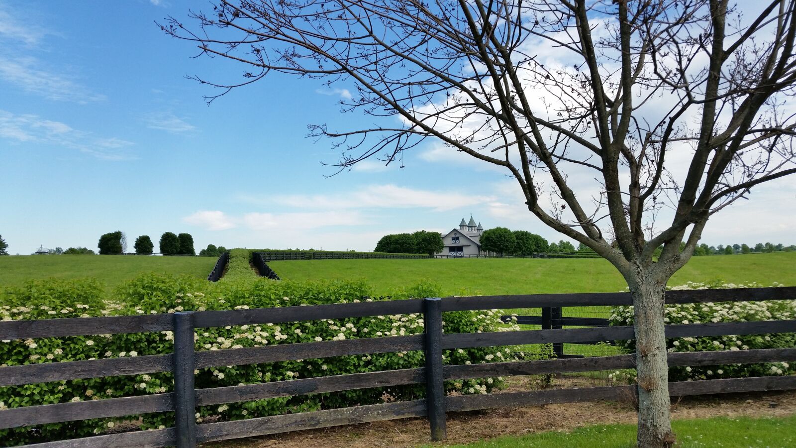 Samsung Galaxy S5 sample photo. Horse farm, kentucky, lexington photography