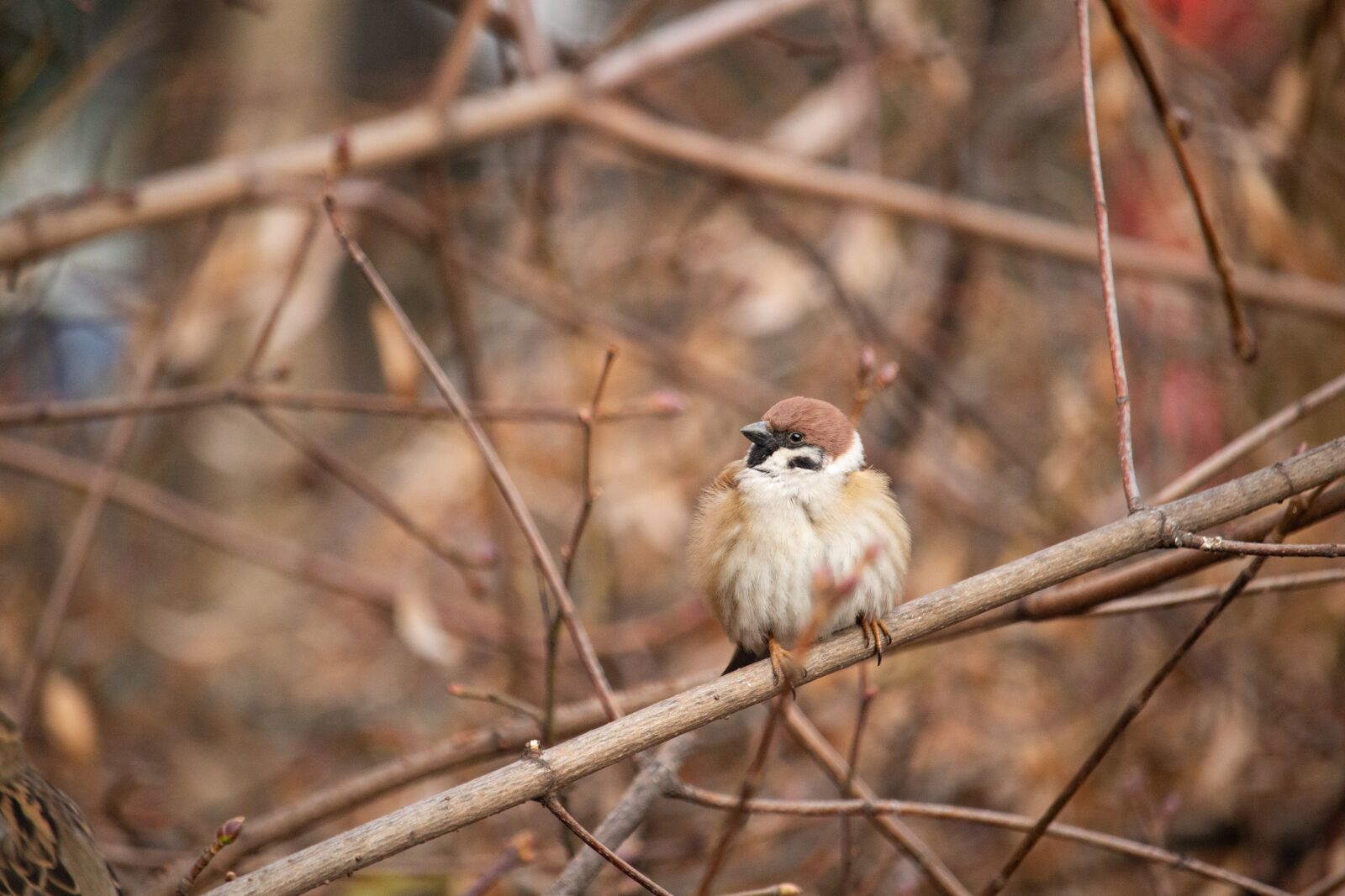 Canon EOS 100D (EOS Rebel SL1 / EOS Kiss X7) sample photo. Sparrow, bird, nature photography