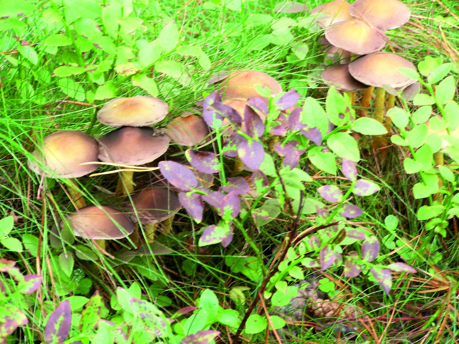 Kodak Z740 ZOOM DIGITAL CAMERA sample photo. Toadstool, mushroom, forest photography