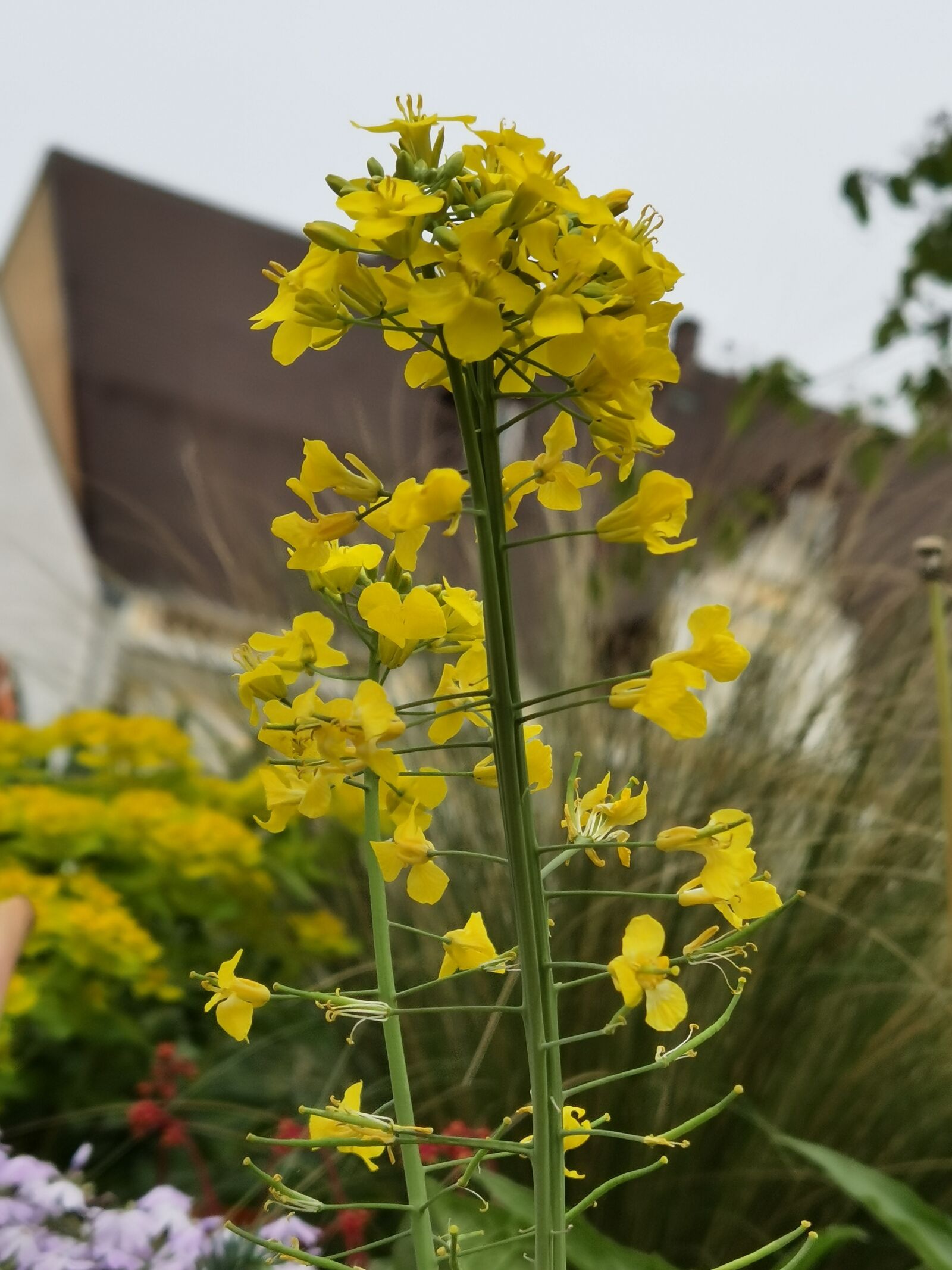 HUAWEI ELS-NX9 sample photo. Flowers, yellow, nature photography