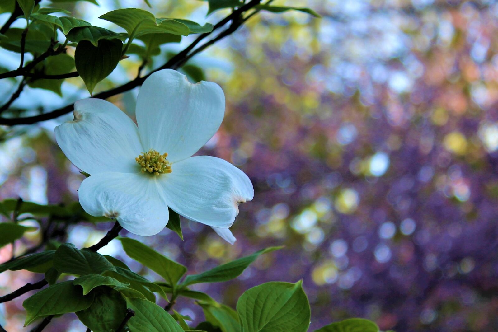 Canon EOS 1300D (EOS Rebel T6 / EOS Kiss X80) sample photo. Dogwood, spring, bloom photography