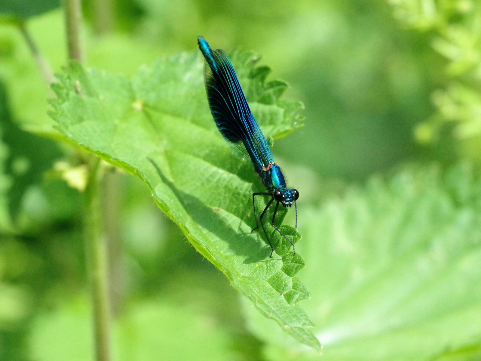 Pentax K-70 sample photo. Dragonfly, nature, insect photography
