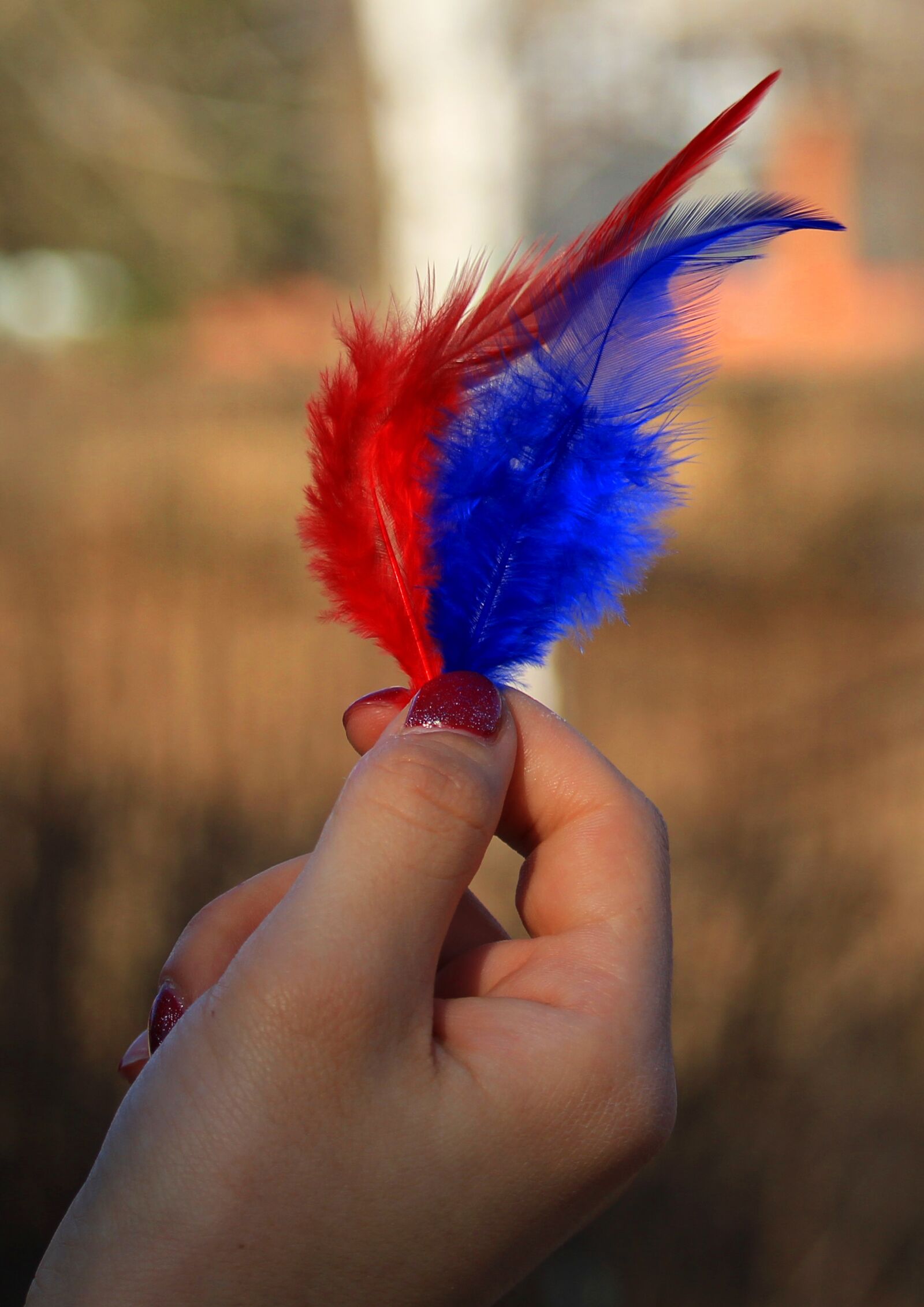 Canon EOS 1200D (EOS Rebel T5 / EOS Kiss X70 / EOS Hi) sample photo. Pen, pooh, feathers photography