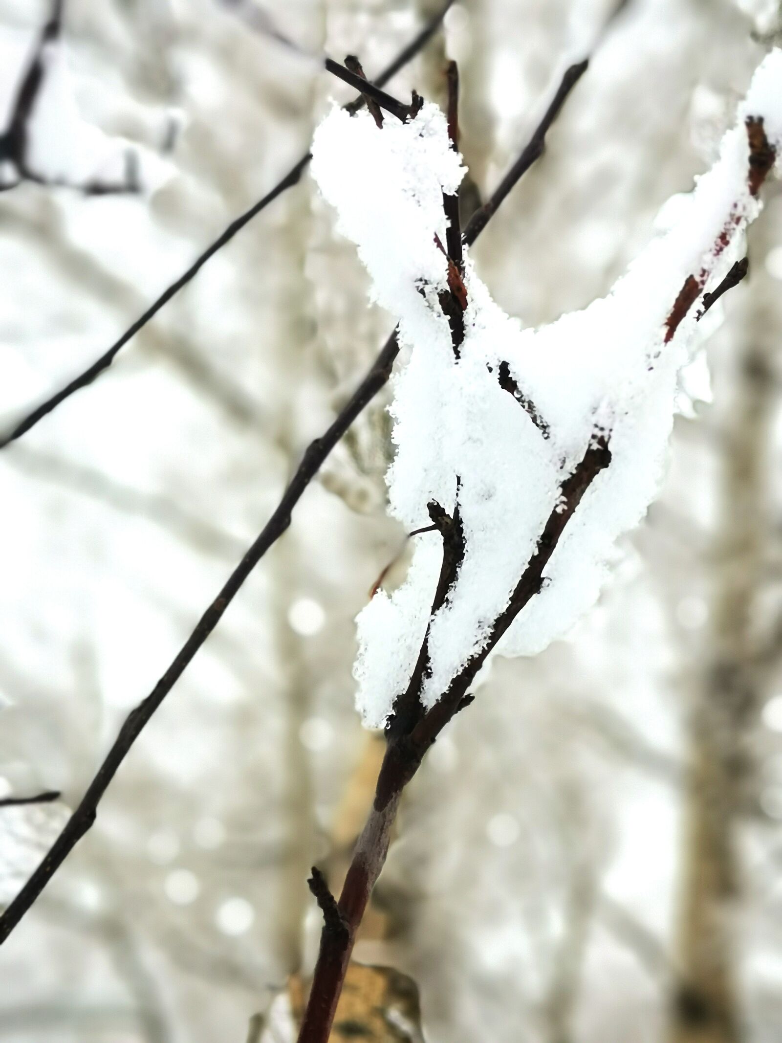 HUAWEI Mate 20 Pro sample photo. Branch, snow, winter photography
