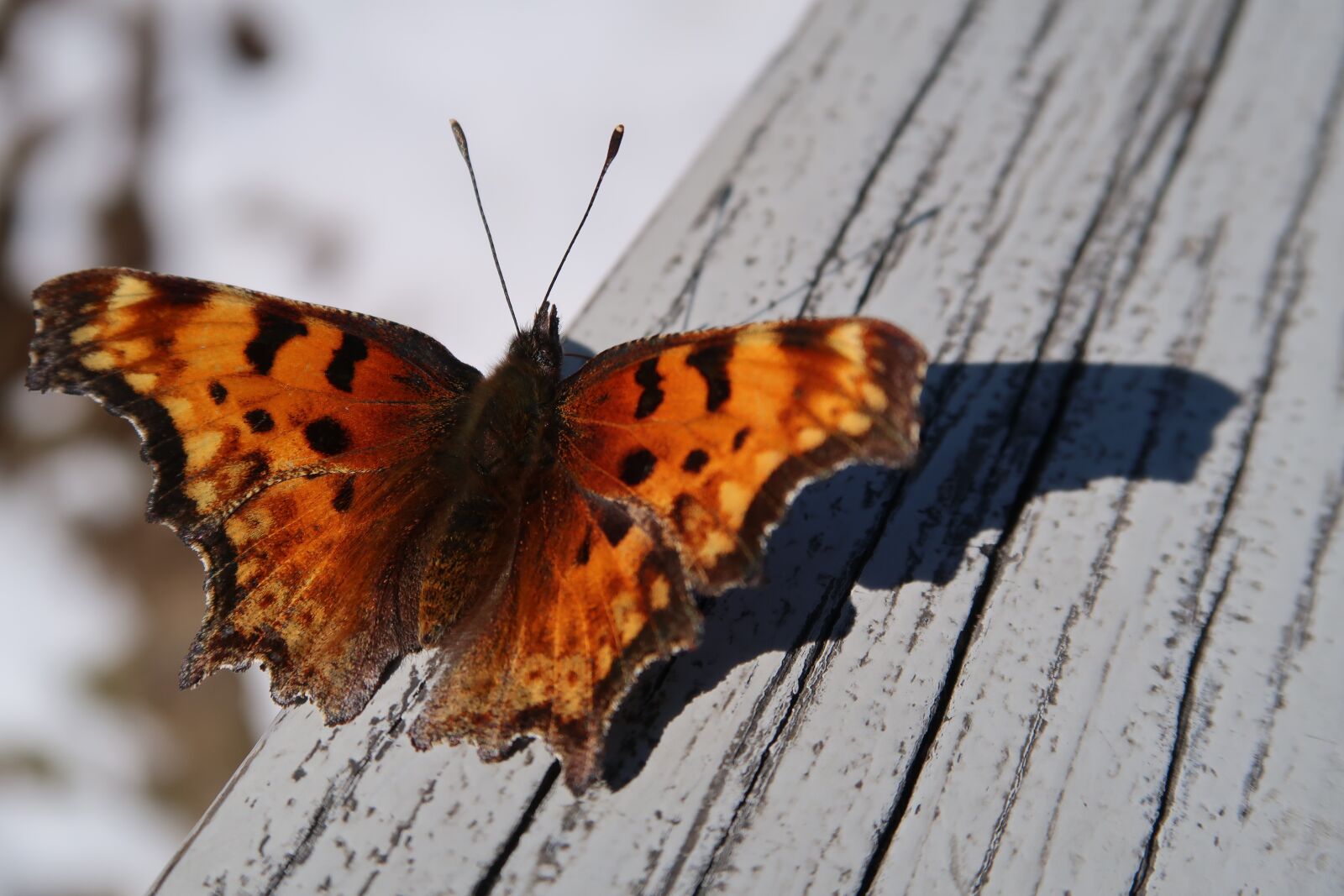 Canon PowerShot G7 X Mark II sample photo. Butterfly, sunshine, wing photography