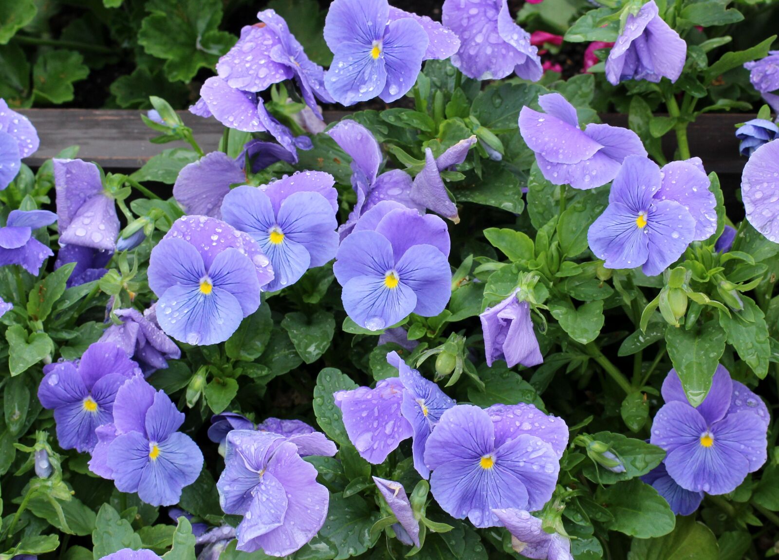 Canon EOS 1200D (EOS Rebel T5 / EOS Kiss X70 / EOS Hi) sample photo. Pansy, pansies, blue photography