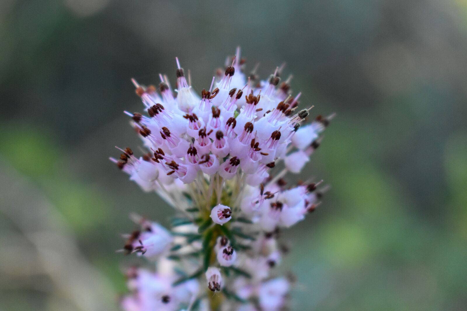 Nikon D3400 sample photo. Formentera, flower, flowers photography