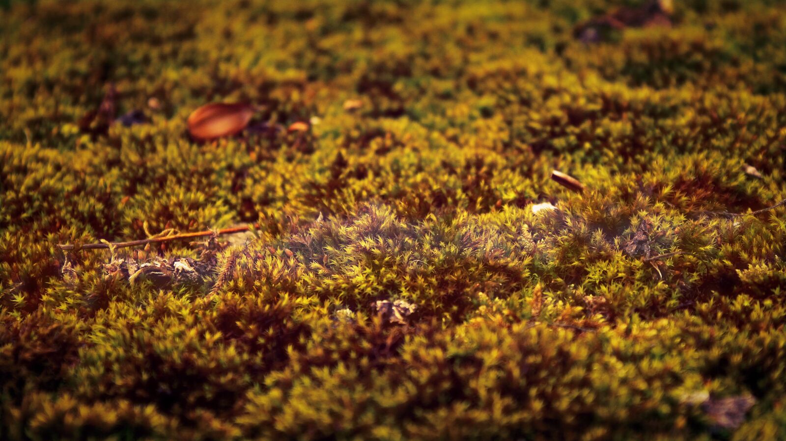 Canon EOS 1300D (EOS Rebel T6 / EOS Kiss X80) sample photo. Moss, macro, yellow photography