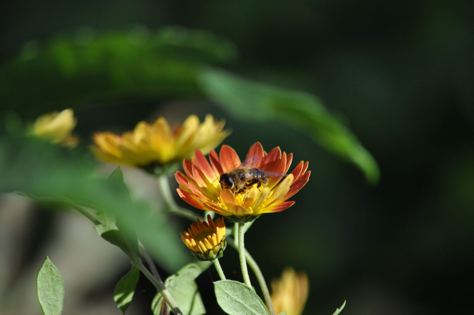 Nikon D5000 sample photo. Nature, flower, plant photography