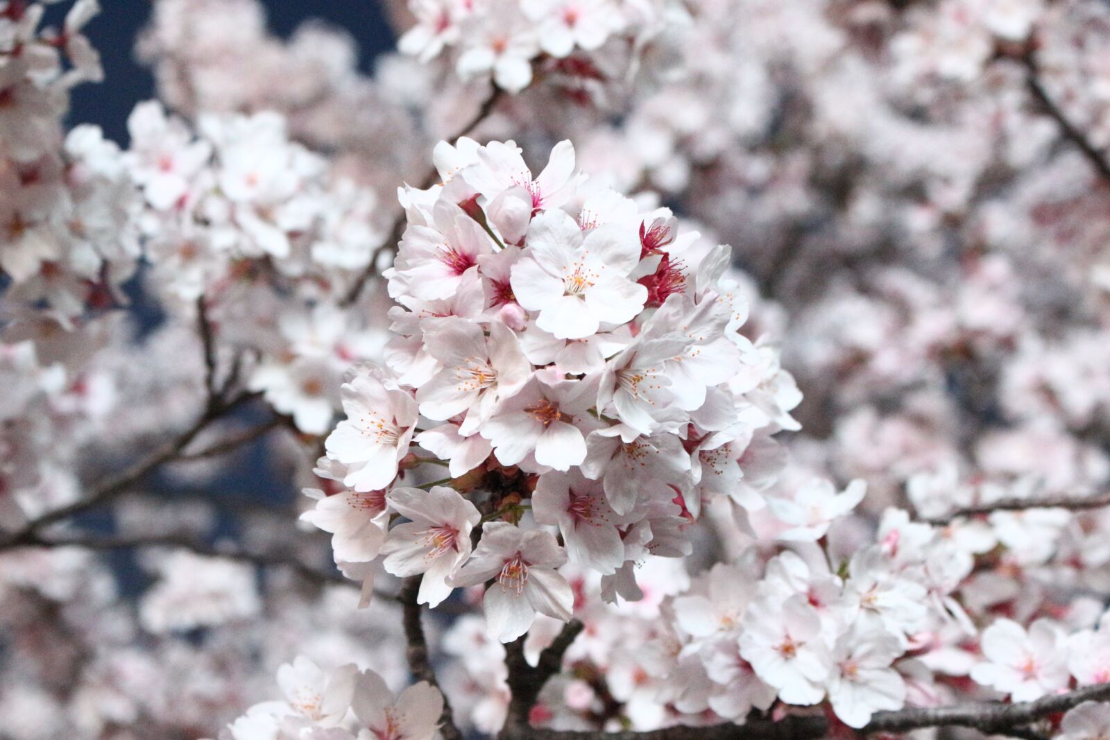 Canon EOS 100D (EOS Rebel SL1 / EOS Kiss X7) sample photo. Sakura, cherry blossom, cherry photography