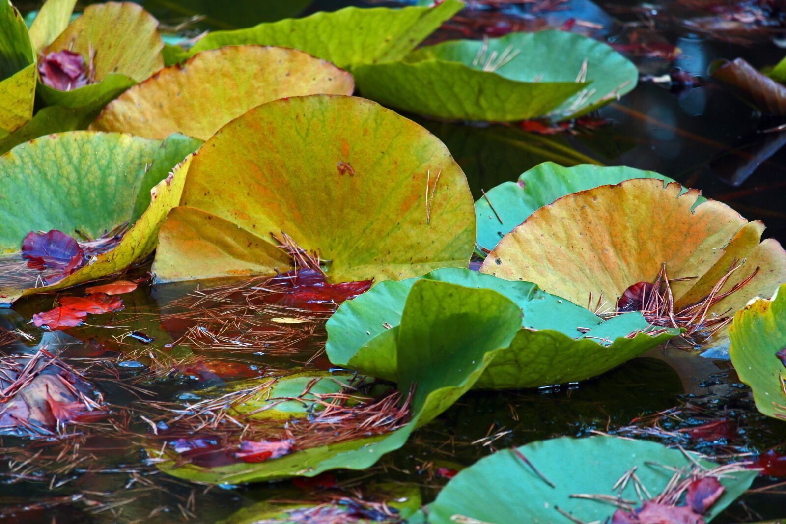 Canon EF-S 55-250mm F4-5.6 IS STM sample photo. Autumn, lake, water lilies photography