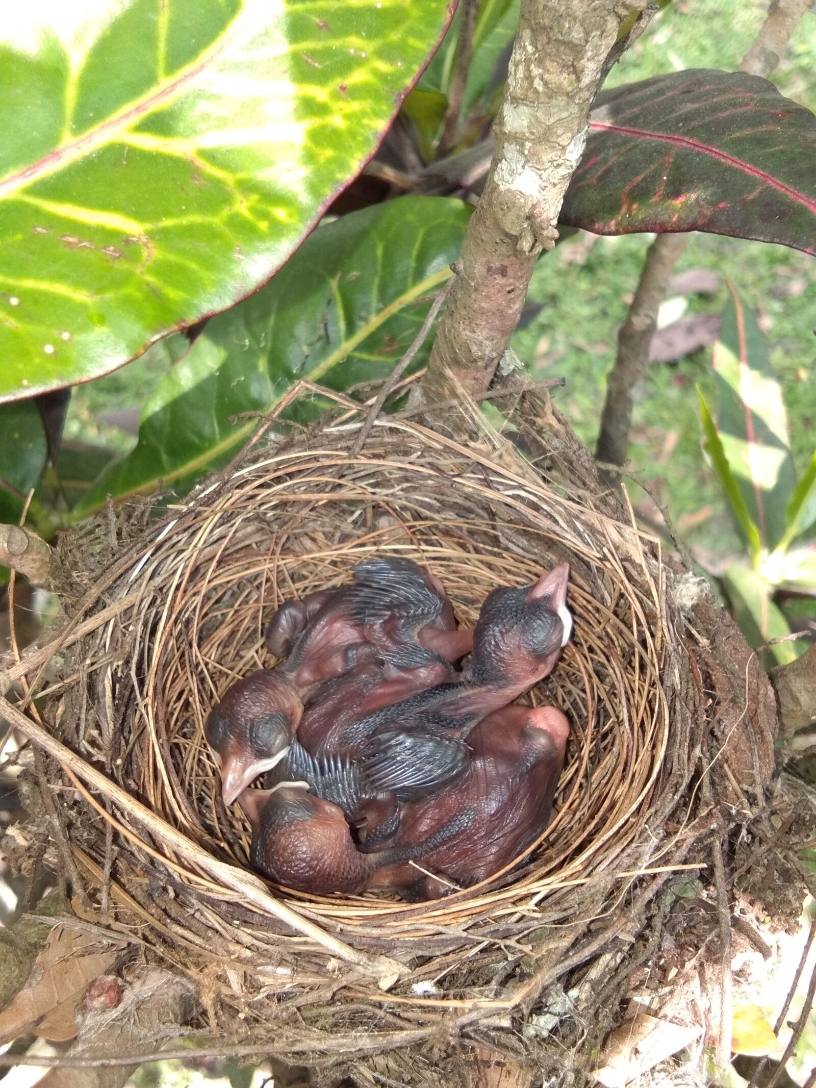 vivo Y53 sample photo. Nest, bird, straw photography